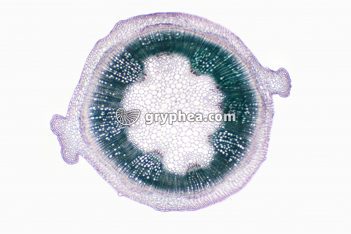 Tige de Mercuriale str - gryphea.org